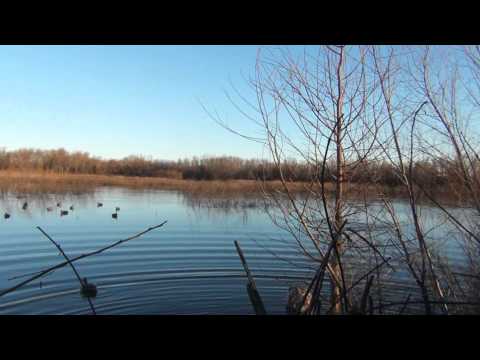 Caccia alle Anatre di Palude