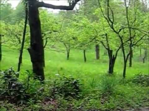 Cani: Allenamento segugio su lepre