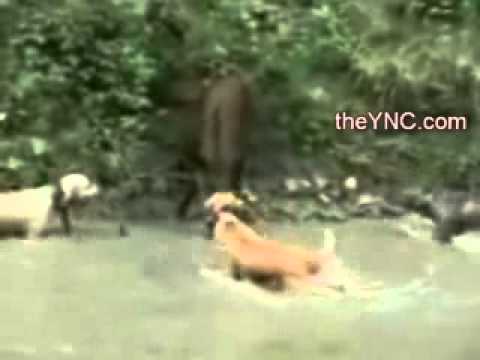 Caccia all\’estero: Caccia al cinghiale, segugi e dogo argentino