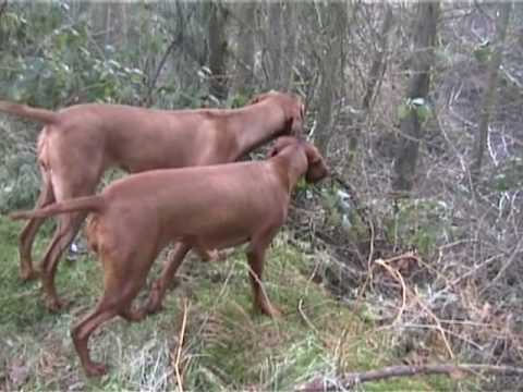 Bracco Ungherese o Vizsla in Ferma