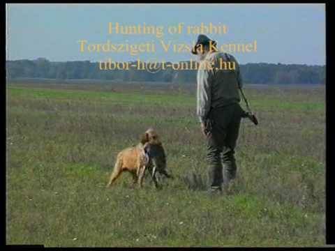 Caccia all\’estero in Ungheria alla Lepre