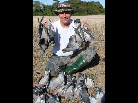 Caccia ai Colombacci in Irlanda