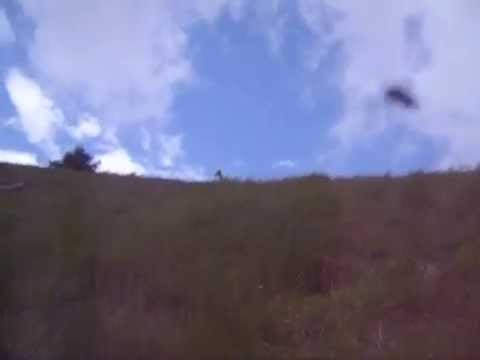 Cani – Addestramento alla ferma