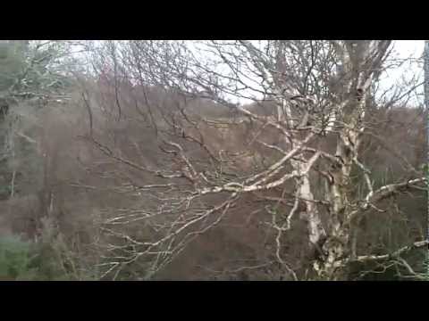 Caccia all\’estero alla Beccaccia