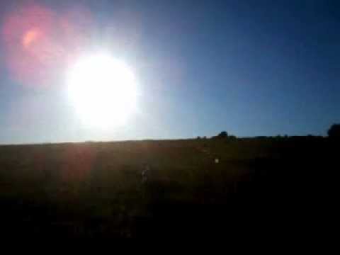 Cani – Allenamento su quaglia