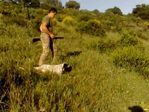 Cani – Allenamento su quaglia