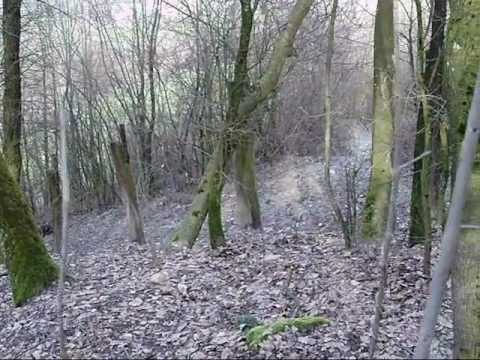 Cani – Addestramento sul Cinghiale