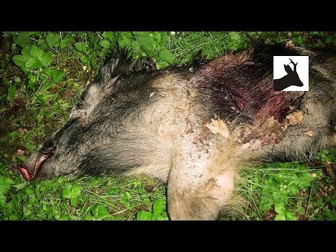 Caccia agli ungulati