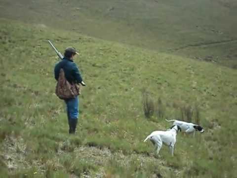 A caccia con il pointer