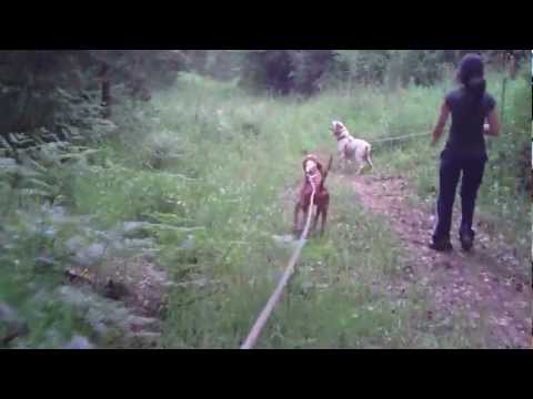 Segugi sulle tracce del cinghiale