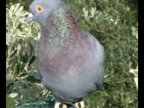 Caccia al Colombaccio sul mare