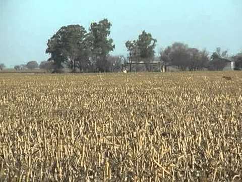 Cani – Caccia alla Lepre