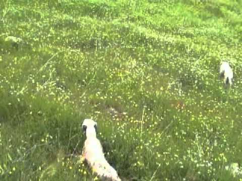 Cani – Addestramento ferma e consenso