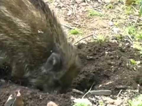 La caccia in Liguria