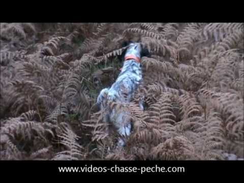 Caccia alla Beccaccia