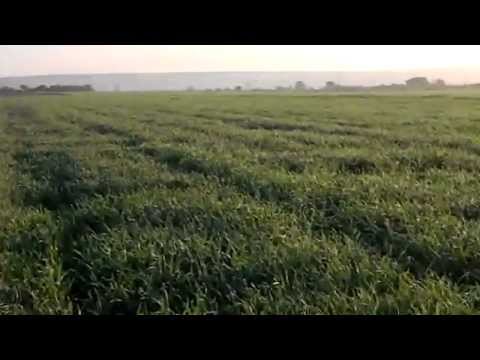 Addestramento sulla quaglia