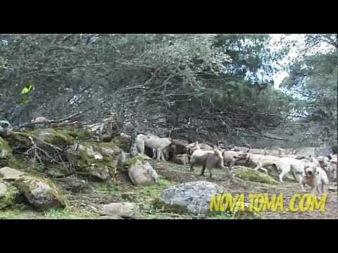 Caccia agli Ungulati in Spagna – Quinta Parte