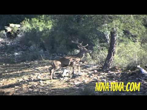 Caccia agli Ungulati in Spagna – Terza Parte