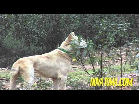 Caccia agli Ungulati in Spagna – Seconda Parte