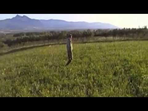 Allenamento cani su quaglia