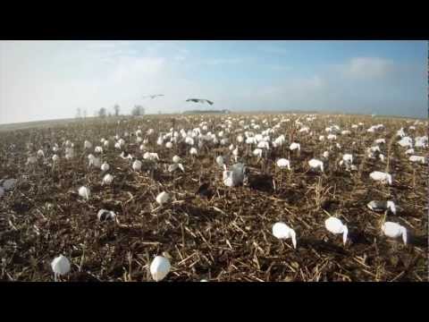 Squaw Creek Snow Goose Hunting: Fowled Reality EP8