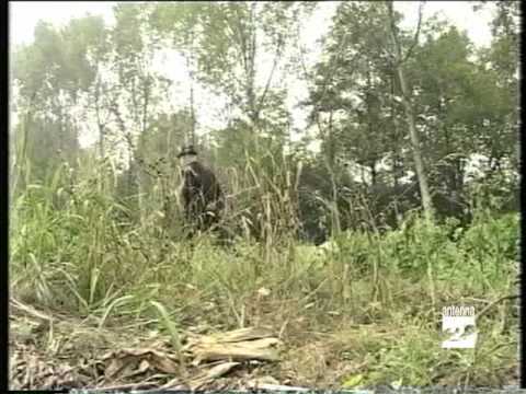 Accademia Faunistica Bergamasca