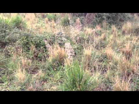 Addestramento su quaglia selvatica