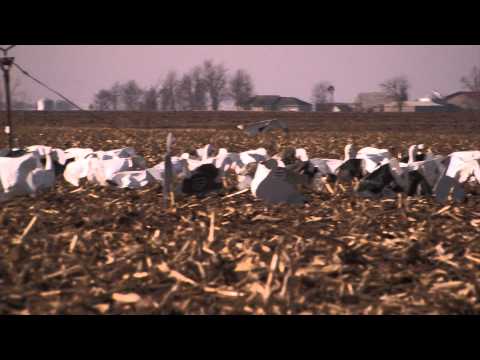 Snow Goose Hunting Opening Day of Conservation Seaosn: Fowled Reality EP7