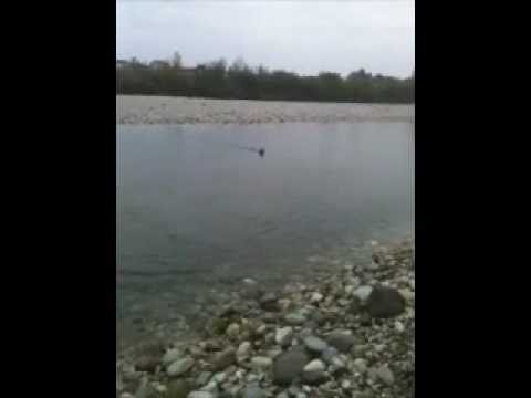 Setter OPPIS — anfibia: in Riporto di Quaglia… dal Fiume!!