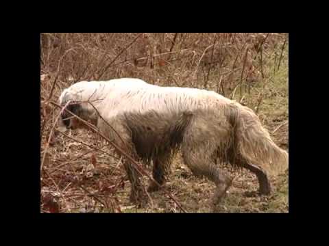 Caccia con fucili ad avancarica – 2 Parte –