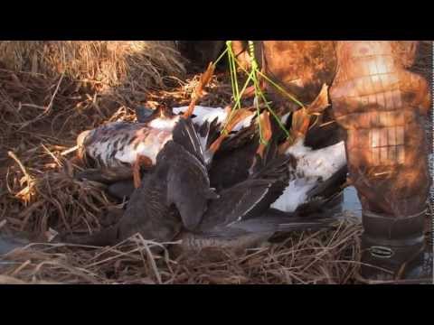 Snow Goose Hunting To End the Season: Fowled Reality EP6