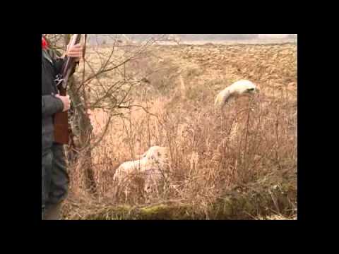 Caccia con fucili ad avancarica – 1 Parte –