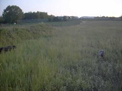 Addestramento alla ferma