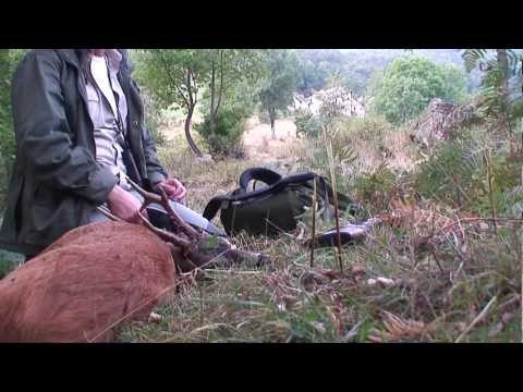 Caccia di selezione al Capriolo