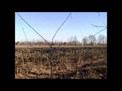 Caccia al Colombaccio nel Cremonese – 2 parte –