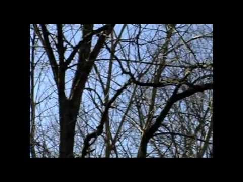 Caccia al Colombaccio nel Cremonese – 1 parte –