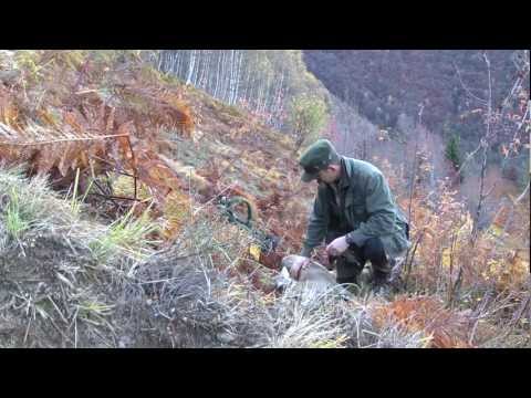 Caccia di selezione al Capriolo