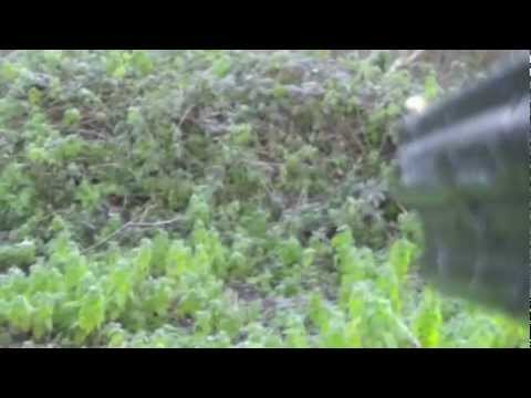 Caccia alla Regina con il 410