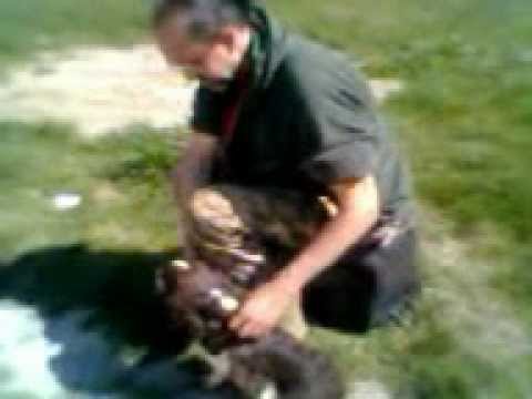 Addestramento al riporto