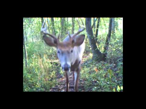Reality Deer Management Ep. 8 – Trail Cameras: What You\’ve Been Missing