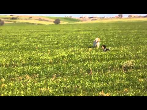 Addestramento alla Ferma