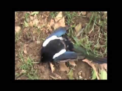 Caccia alle Cornacchie – Prima Parte