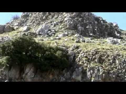 Caccia alla Coturnice siciliana