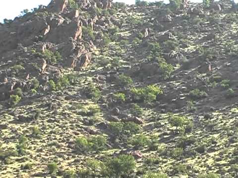 A caccia di Cinghiali