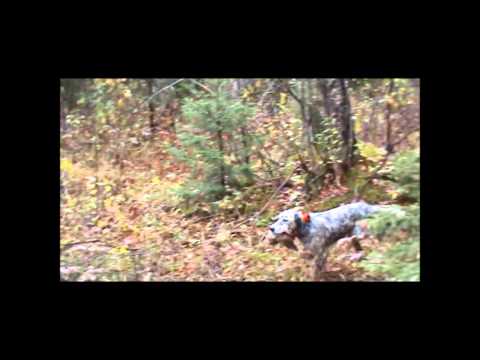 A Beccacce in Estonia