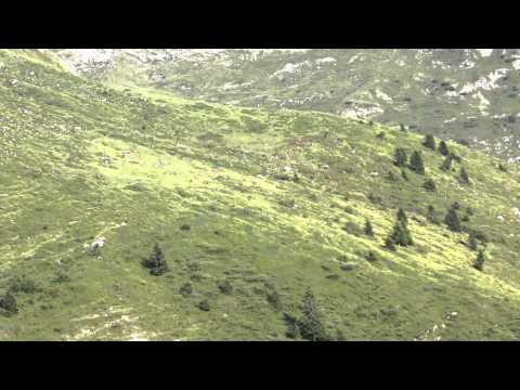 Caccia alla Coturnice