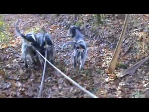 Sulle tracce del Cinghiale