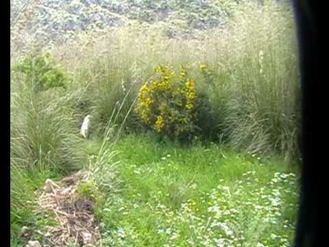 Addestramento sulle Contorne