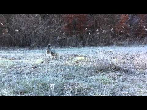 Caccia  a Fagiano in (Macedonia)