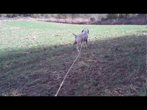 Il canaio traccia il cinghiale
